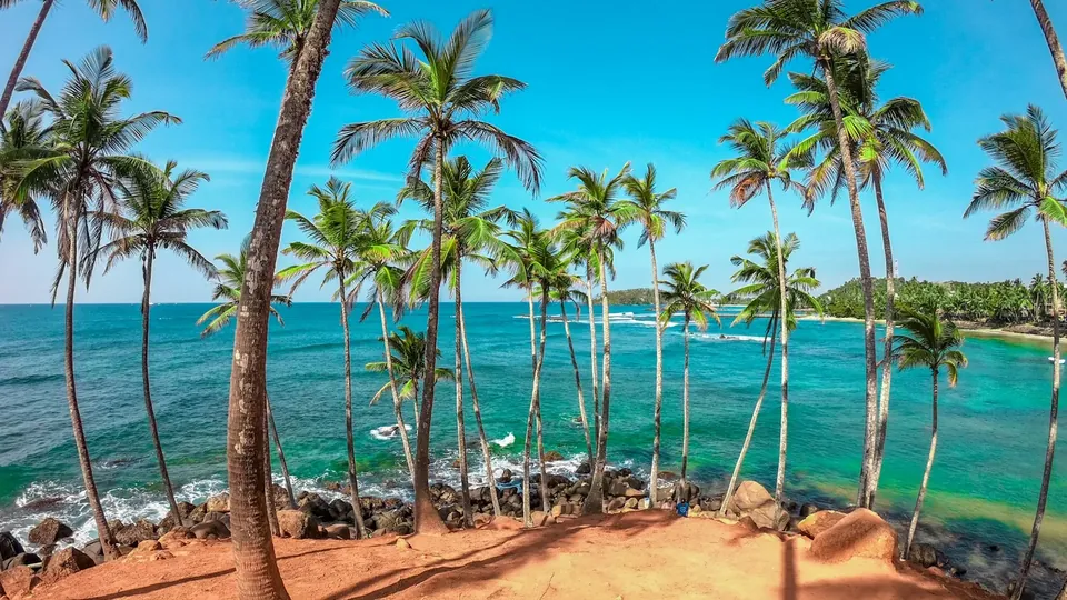 Coconut palms overlooking turquoise sea in Mirissa